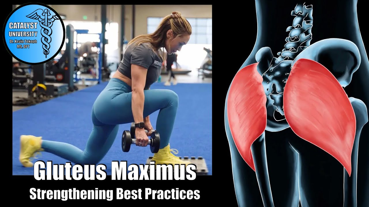 Gluteus Maximus [High-Level] | Strengthening Best Practices