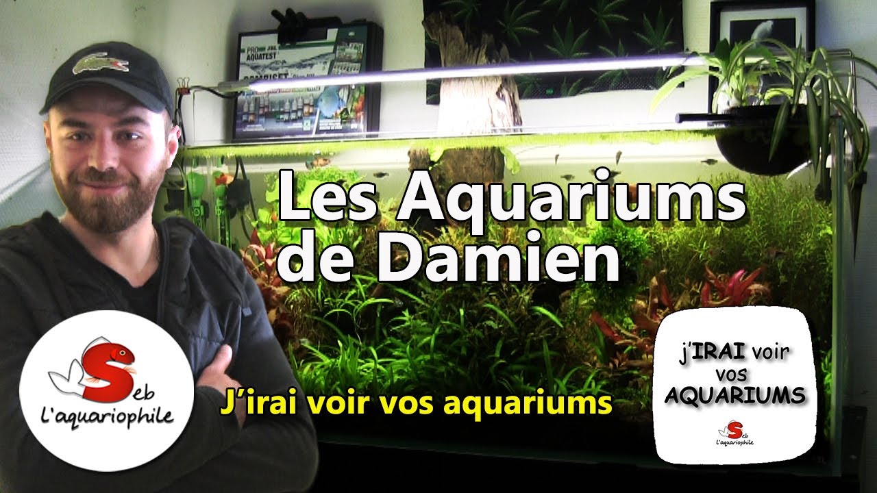 Les aquariums de Damien . J'irai voir vos aquariums