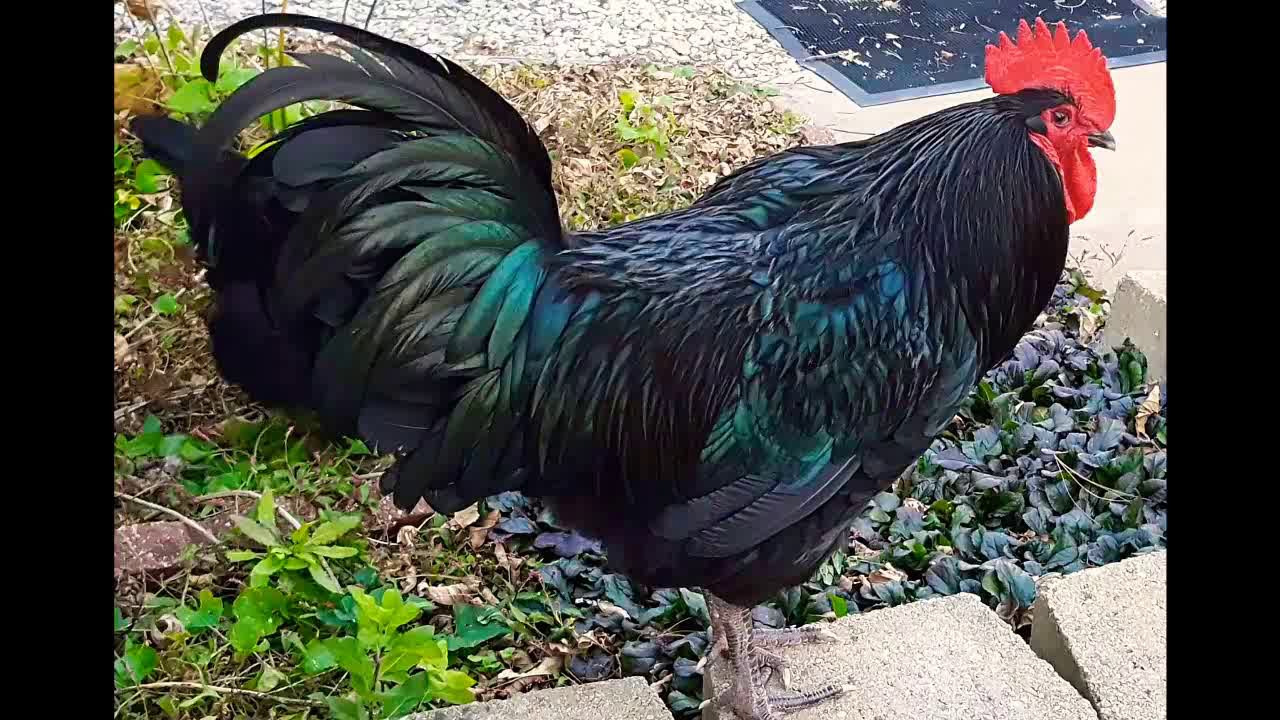 My Chickens: New Jersey Black Giants