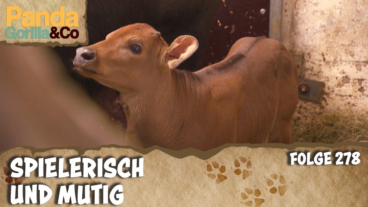 Ein mutiges Kalb entdeckt die Welt | Panda, Gorilla & Co.
