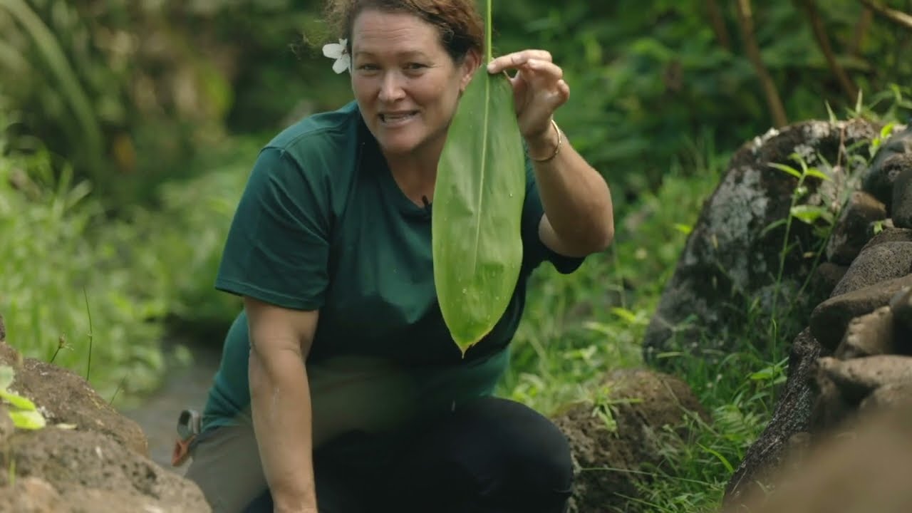 Hawaii Education Series - Canoe Plants