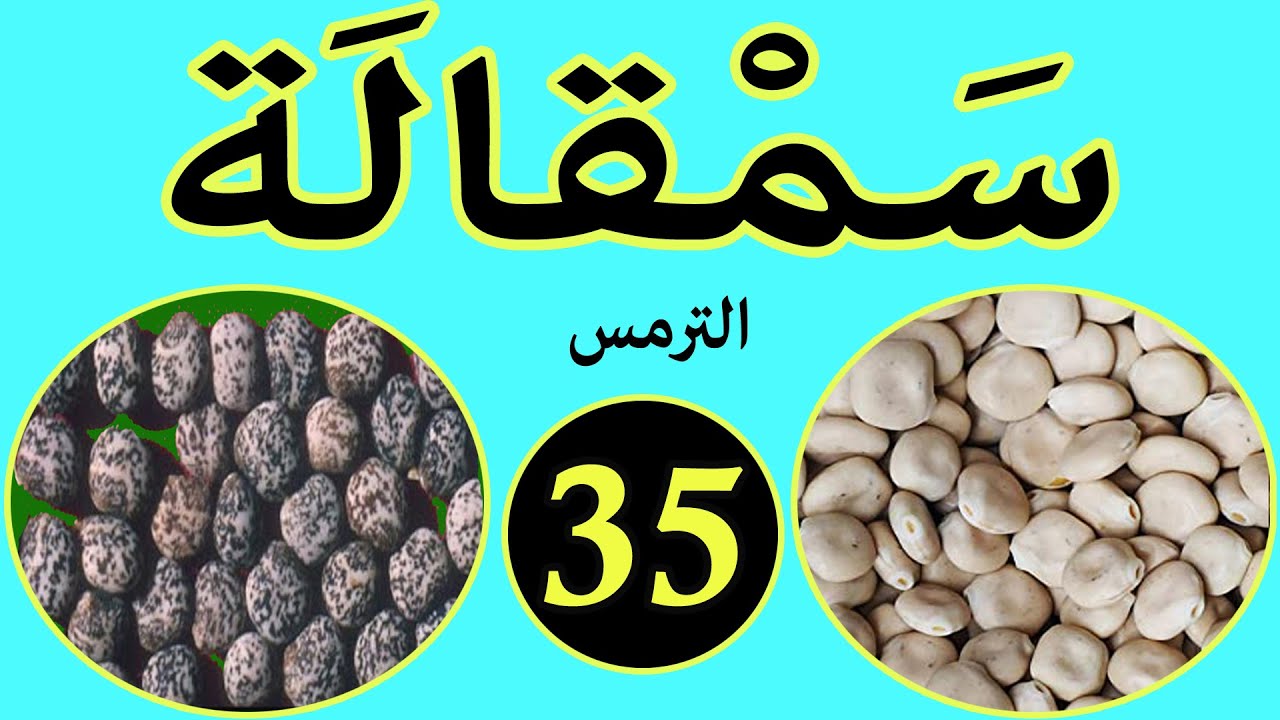 العشبة 35 من السلسلة التعريفية بالأعشاب الموجودة في المغرب  الترمس
