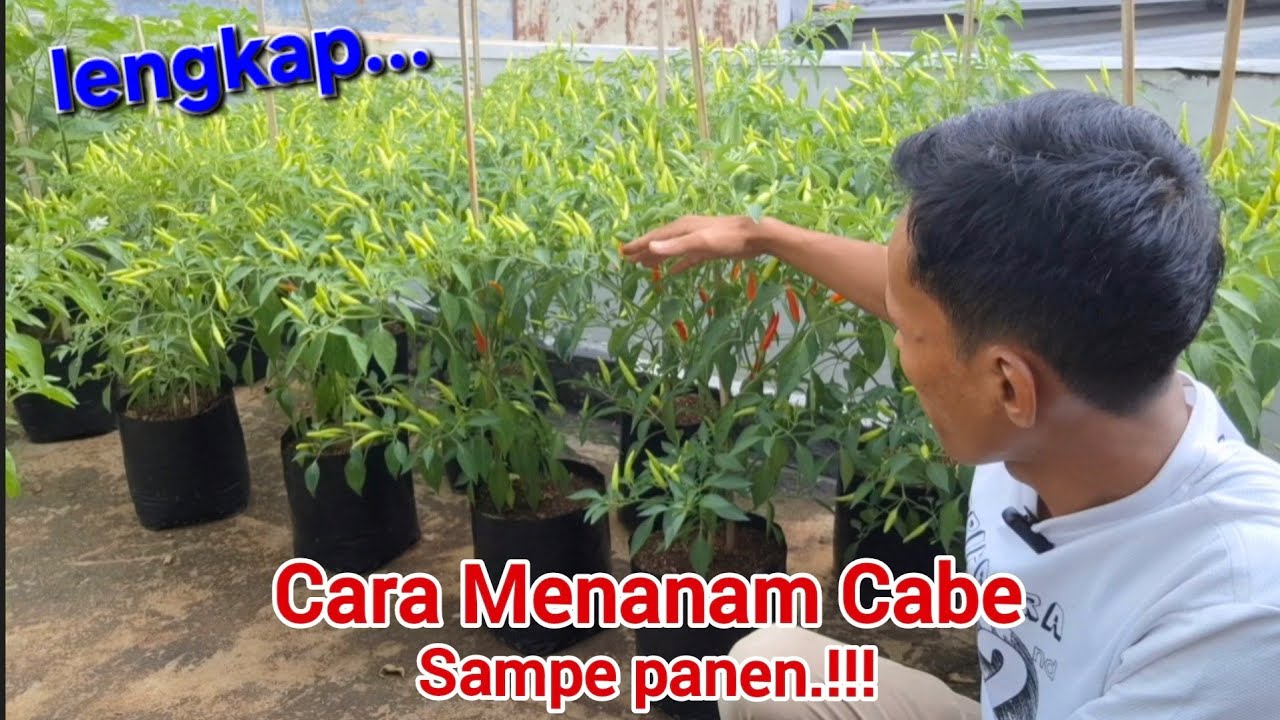 Panduan lengkap‼️cara menanam cabe di polyabag sampe panen.#cabe #garden