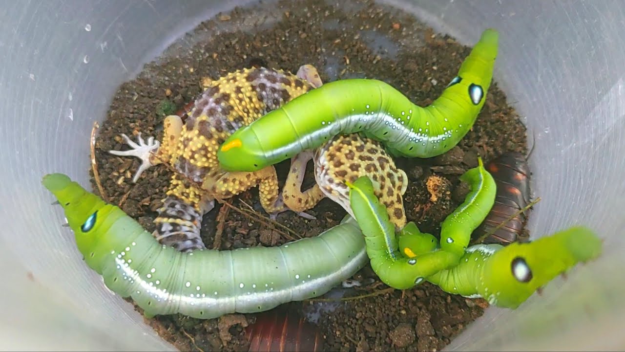 🇺🇲catch unique eyed caterpillars, green caterpillars, geckos and strange insects