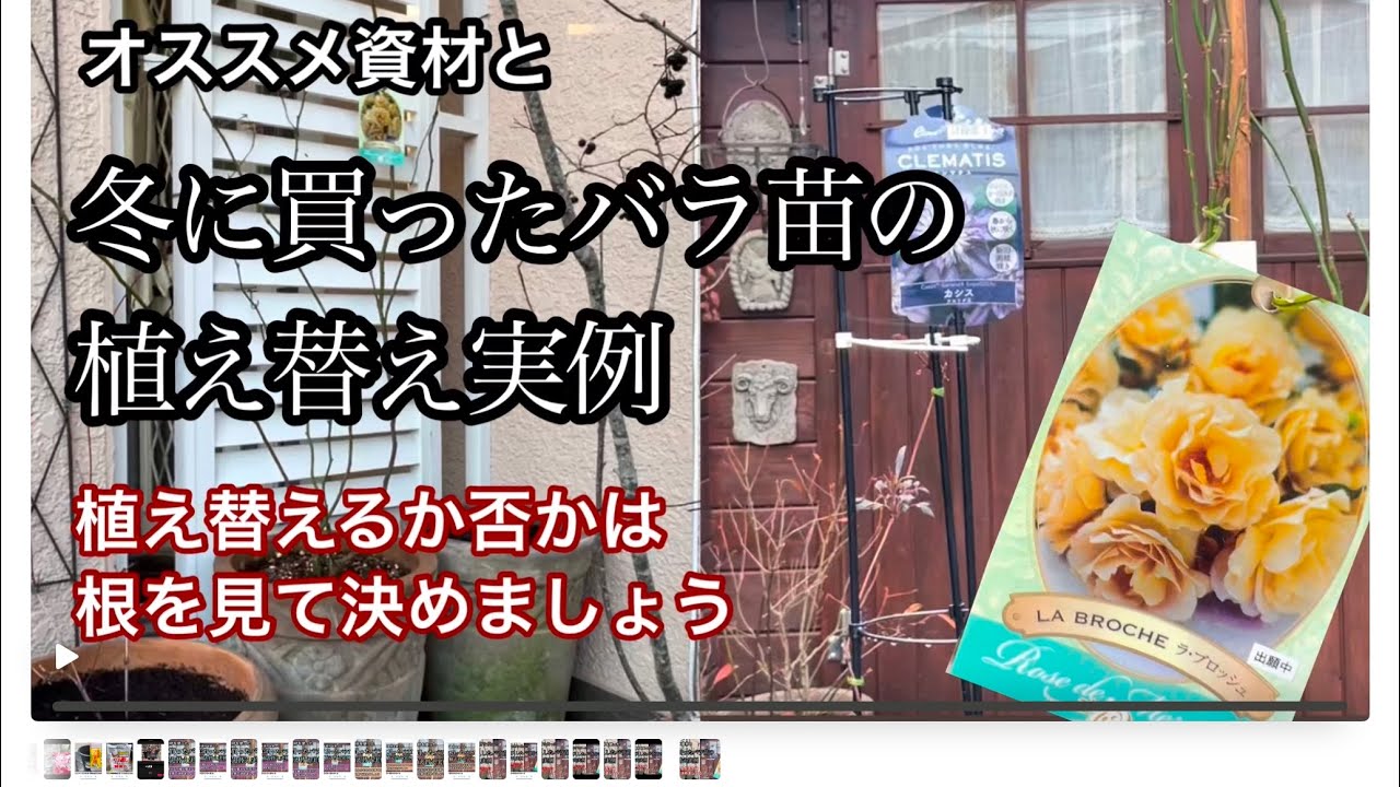 【購入したバラ苗の植え替え】植え替えるか、花後までそのまま育てるかの違いは根っこにあり・2月の庭作業・バラの植え替え・ガーデニング