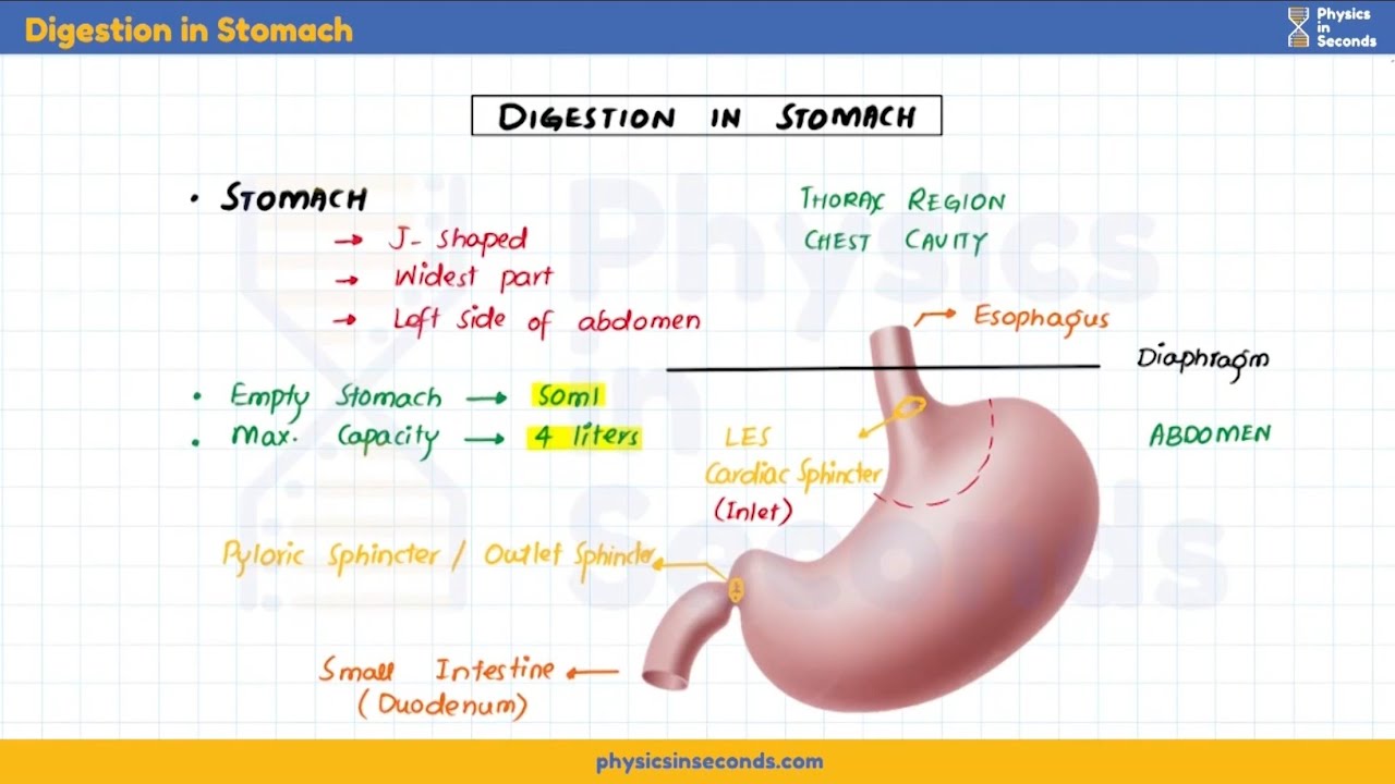 #mdcat 2023 Biology - Digestion in Stomach