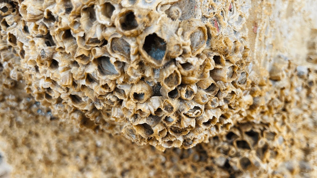 Barnacles Removal Satisfying Asmr - Asmr No Talking #105
