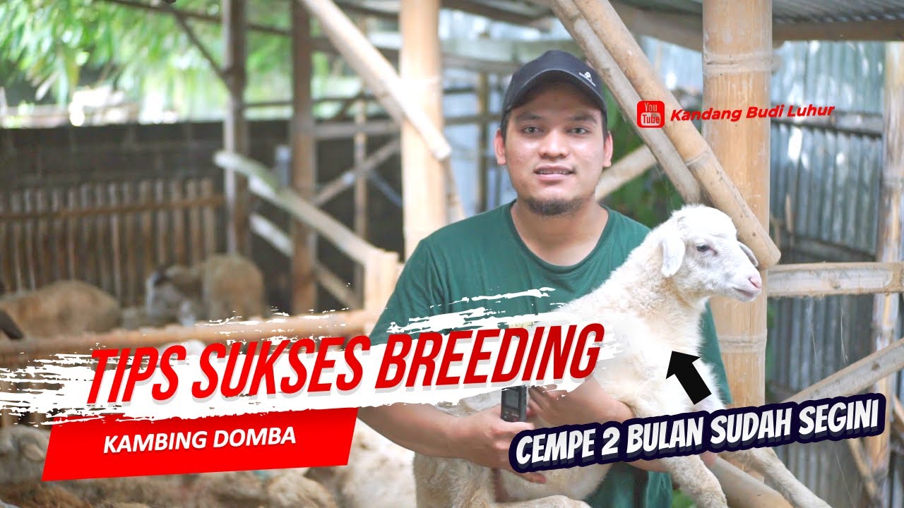 [Terlengkap] Tips Sukses Breeding Kambing Dan Domba