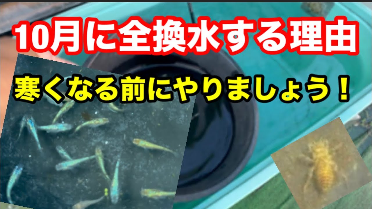 10月に驚きの水温でした。【メダカ】
