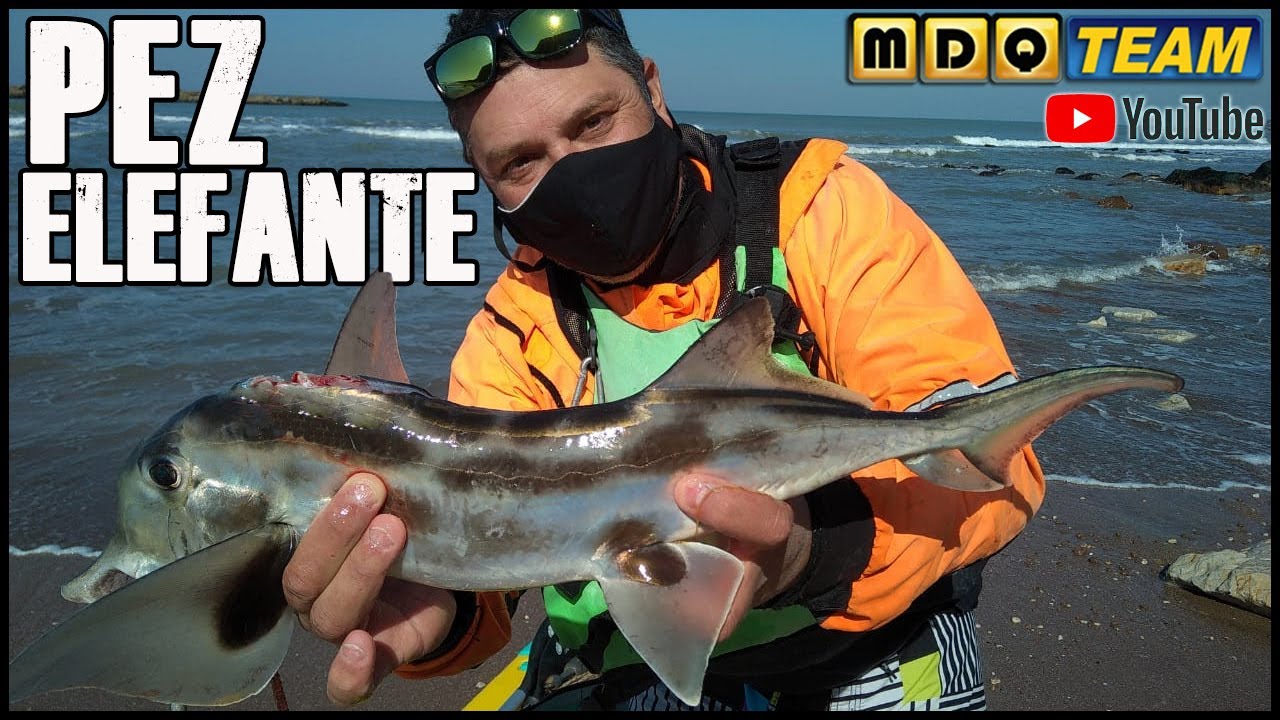 Como filetear PEZ ELEFANTE - PEZ GALLO - BANDERITA