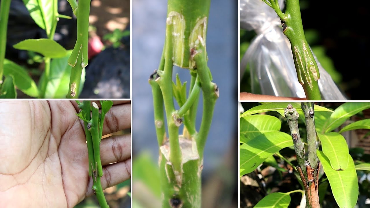 [Not Click Bait] 6 Awesome Grafting On Fruit Trees, Number 4 is Very....