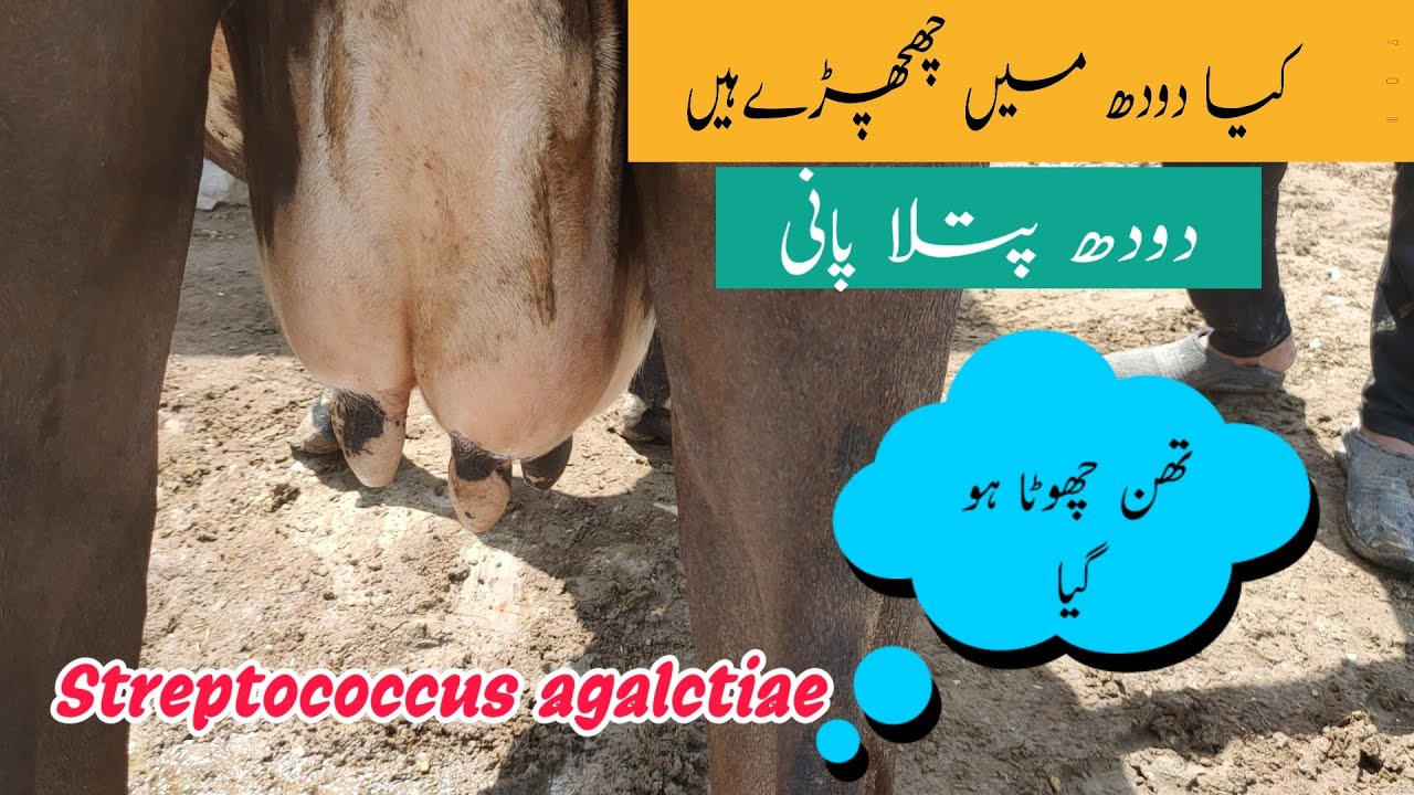 Yes! We Treat Mastitis | Flaky Mastitis in Cattle and Buffalo |Streptococcus agalactia Mastitis