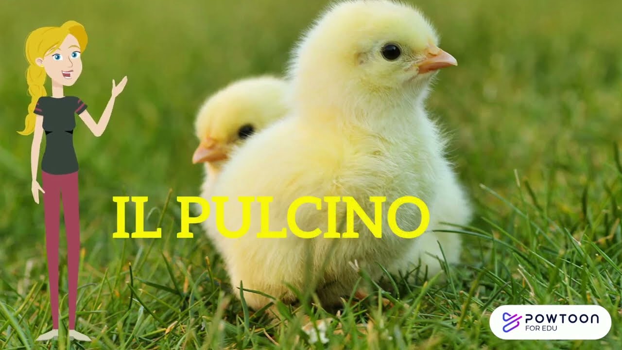 Schiusa delle Uova di pulcino  🐣 in Incubatrice! La Magia della Vita