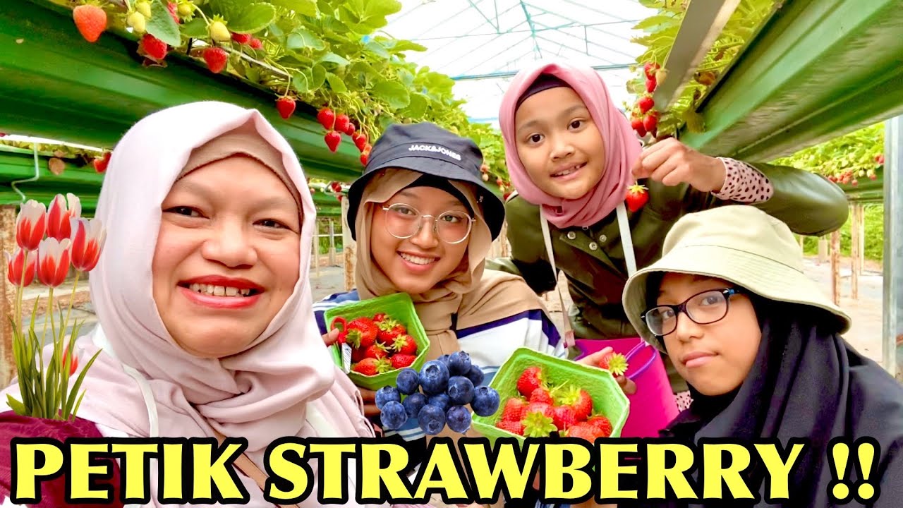 PETIK BUAH BLUEBERRY STRAWBERRY DAN SAYURAN