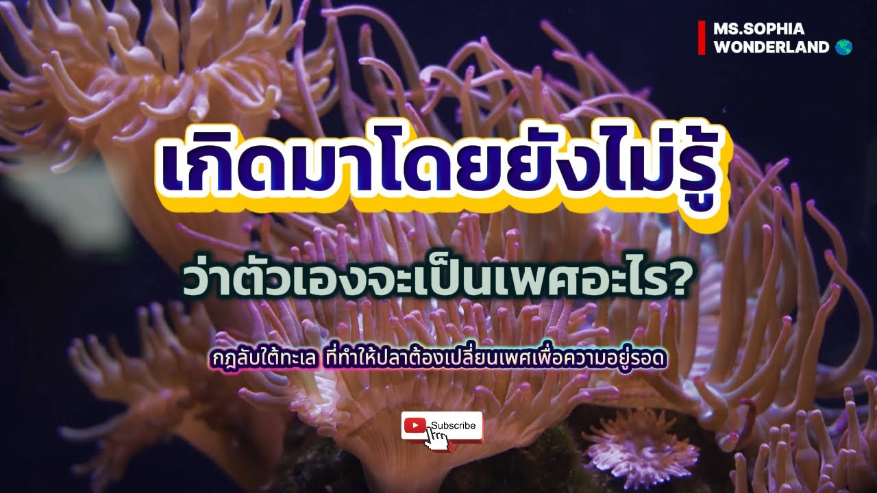เมื่อเพศไม่ใช่จุดจบ แต่คือแผนสำรองของธรรมชาติ - Ms.Sophia Wonderland 🌎