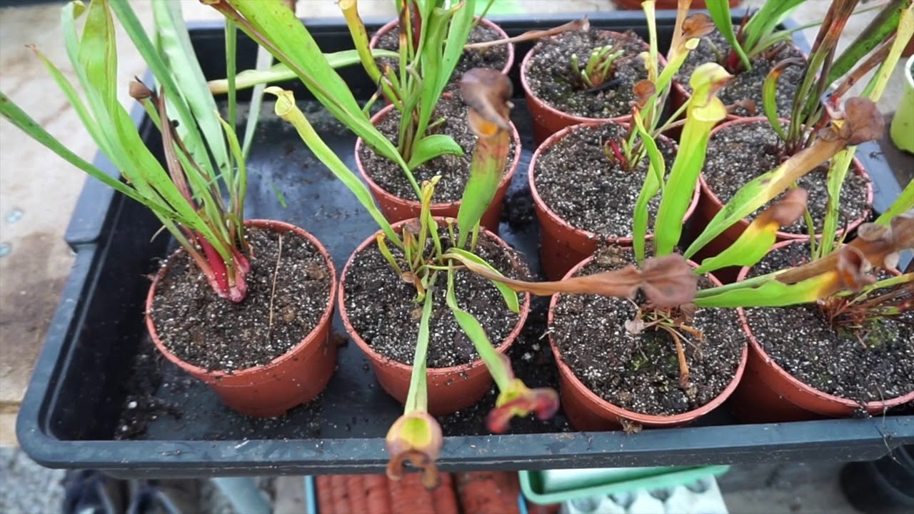 Trasplante FÁCIL de Sarracenia