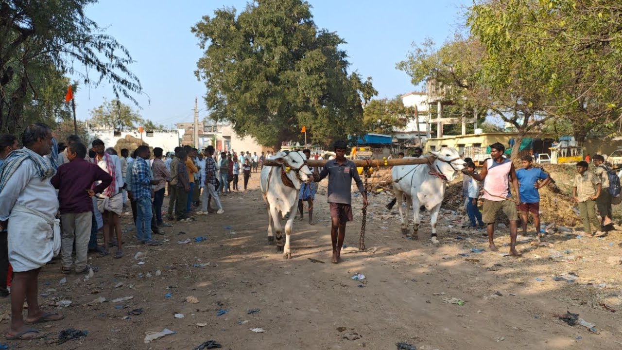 ముళ్లపాడు గ్రామం రెండు పళ్ళు విభాగం 12వ జత bulls