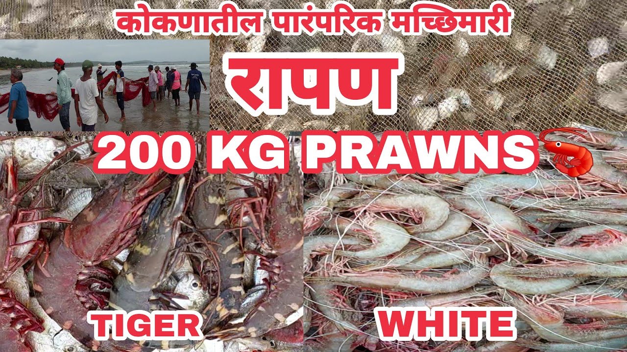BIG TIGER PRAWNS! 🦞🦐🐠🦈कोकणातील मालवण मधील पारंपरिक रापणीक मिळाली २०० किलो मोठी चिंगुळ!@१३ ऑगस्ट २०२३