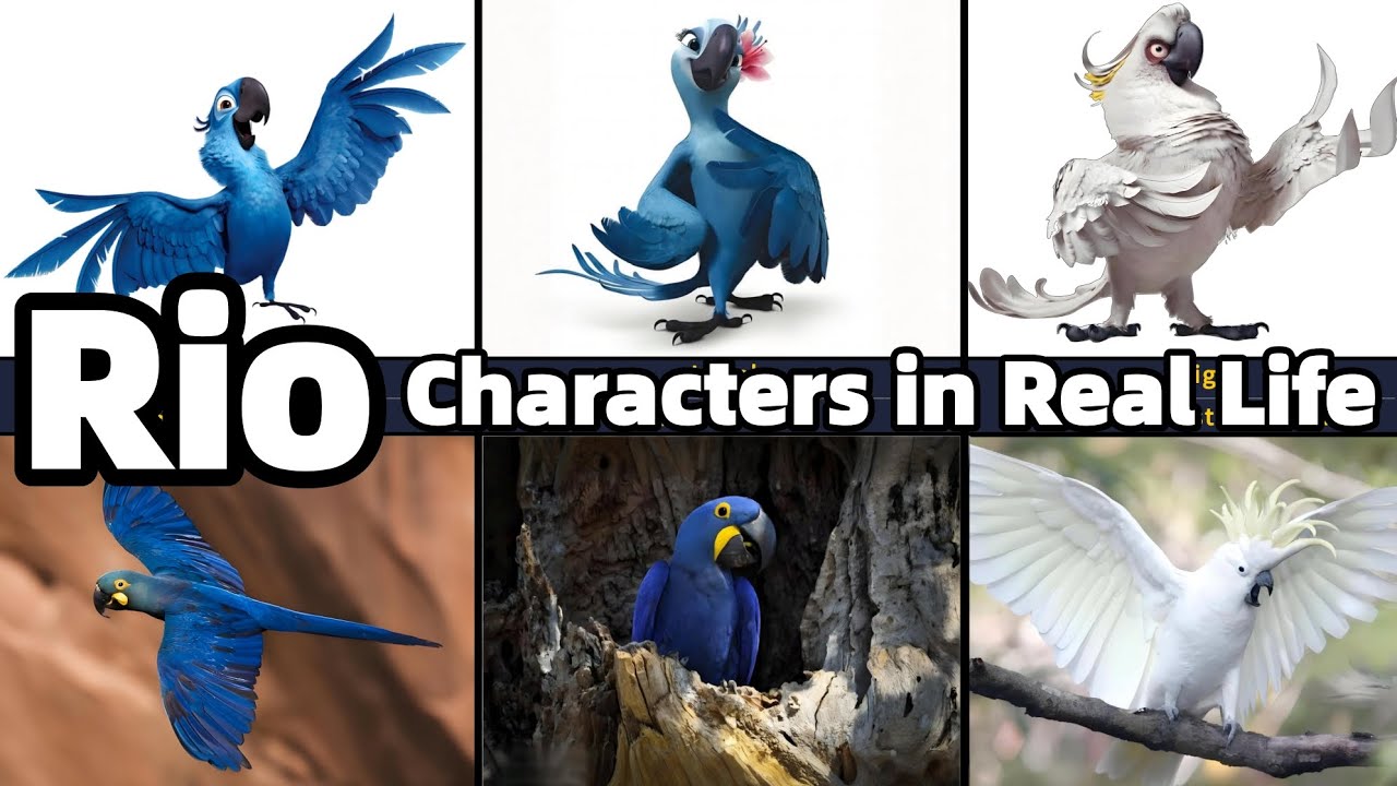 Rio Characters in Real Life | Rio Movie Characters vs Real Animals