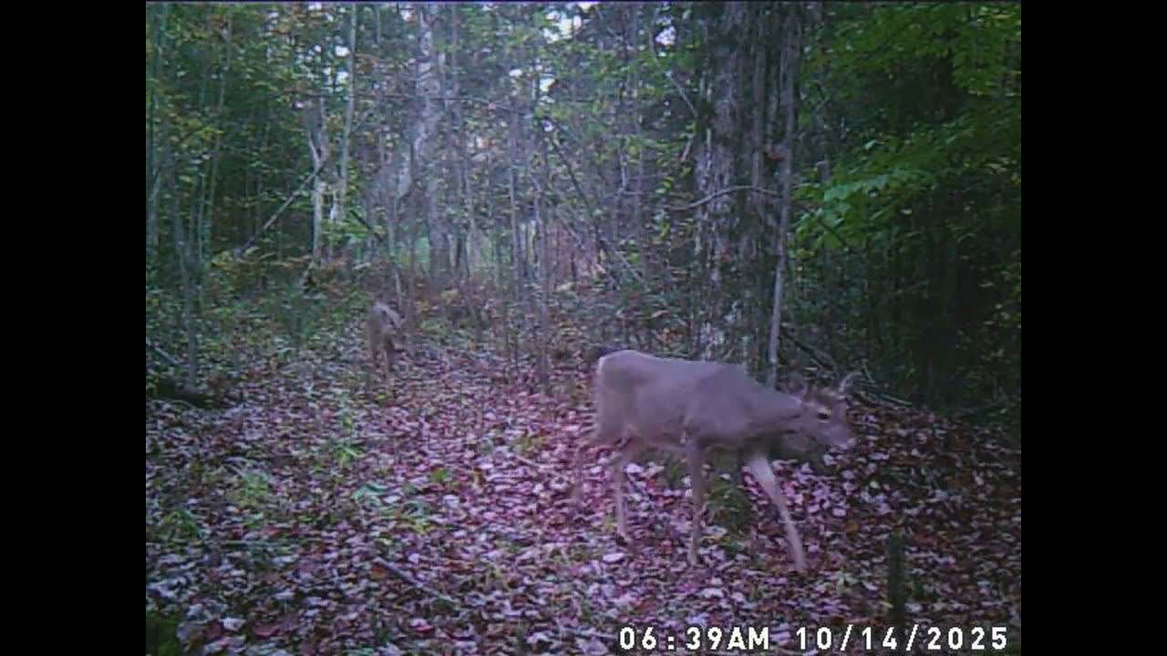 Deep in the woods of northern Michigan where the wild one roams!