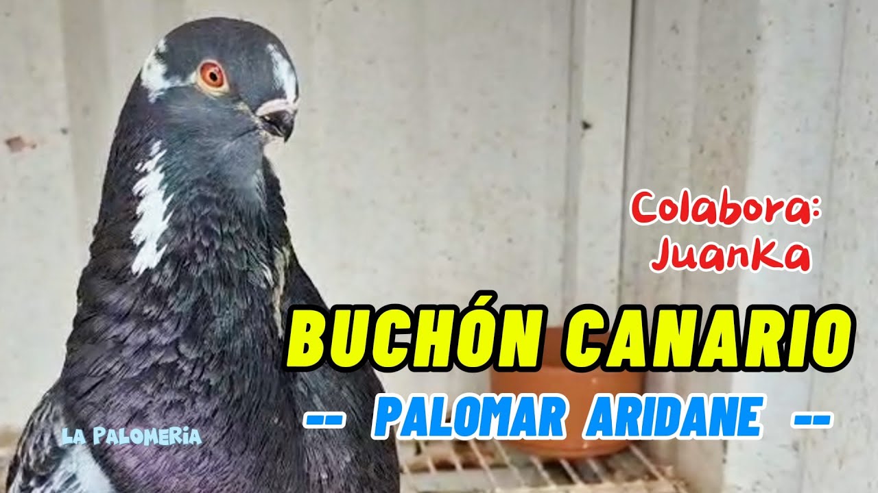 Buchón Canario | Palomar Aridane v02
