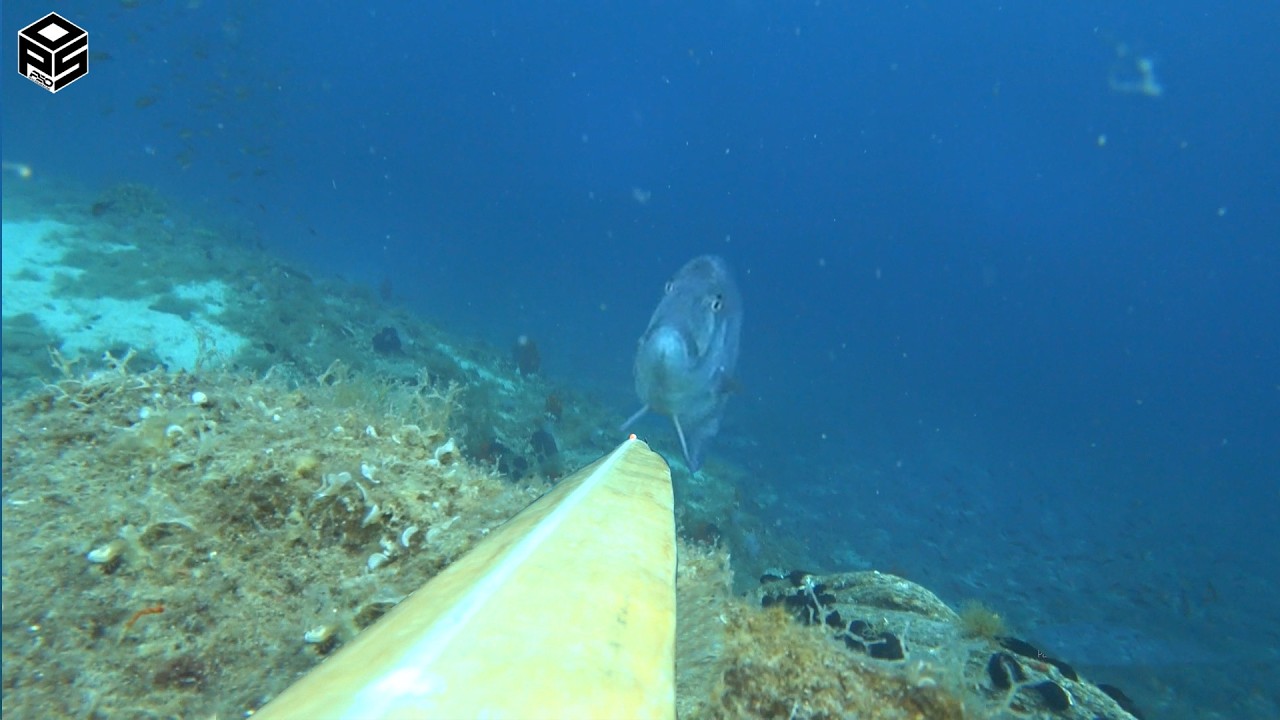 PESCASUB Dentice Enorme Cernia Pesca subacquea Sottocosta