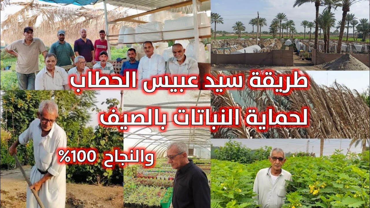 طريقة سيد عبيس الحطاب لحماية النباتات بالصيف ناجحة 100% تحافظ على النباتات من الموت مشاتل وحدائق