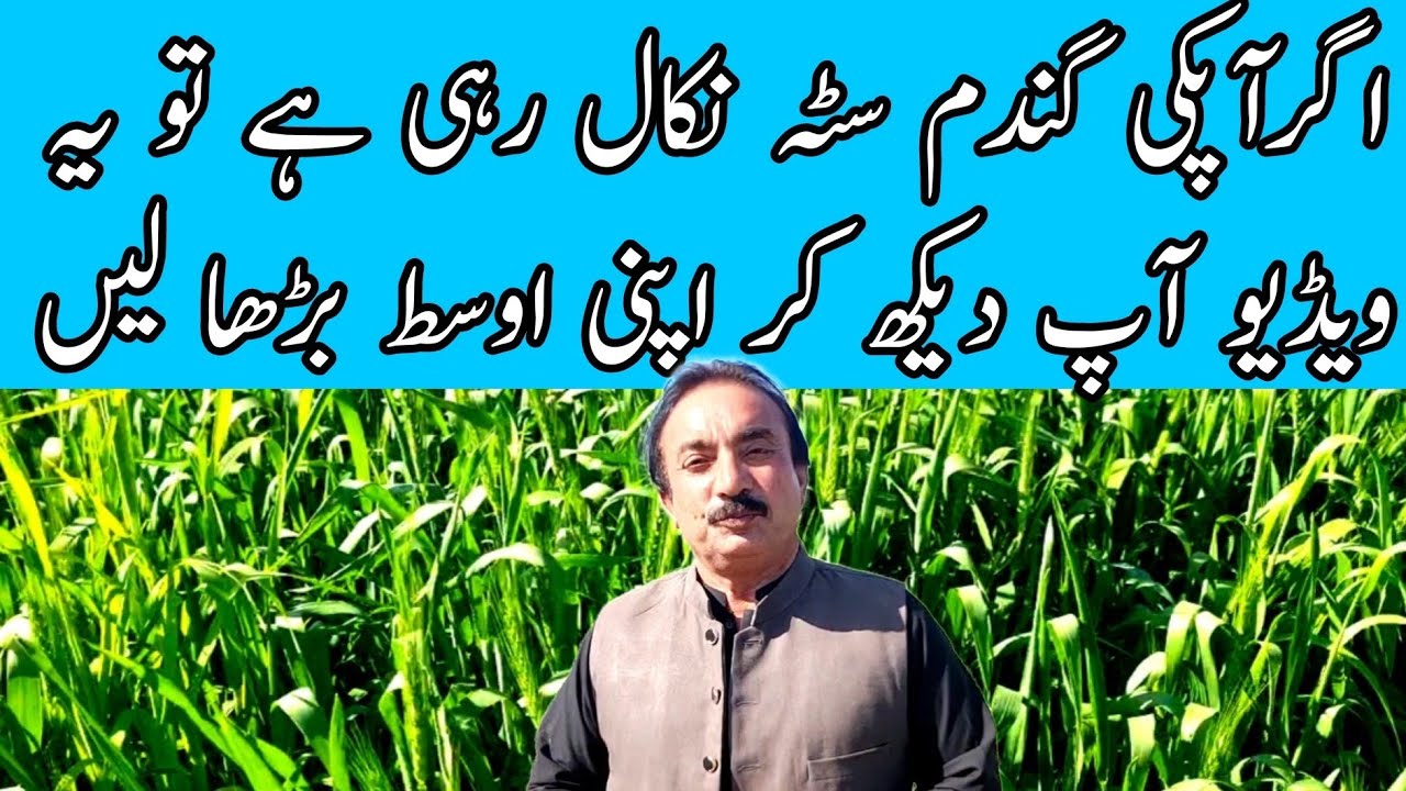 اگر آپ کی گندم سٹہ نکال رہی ہے تو یہ ویڈیو آپ دیکھ کر اپنی اوسط بڑھا لیں۔