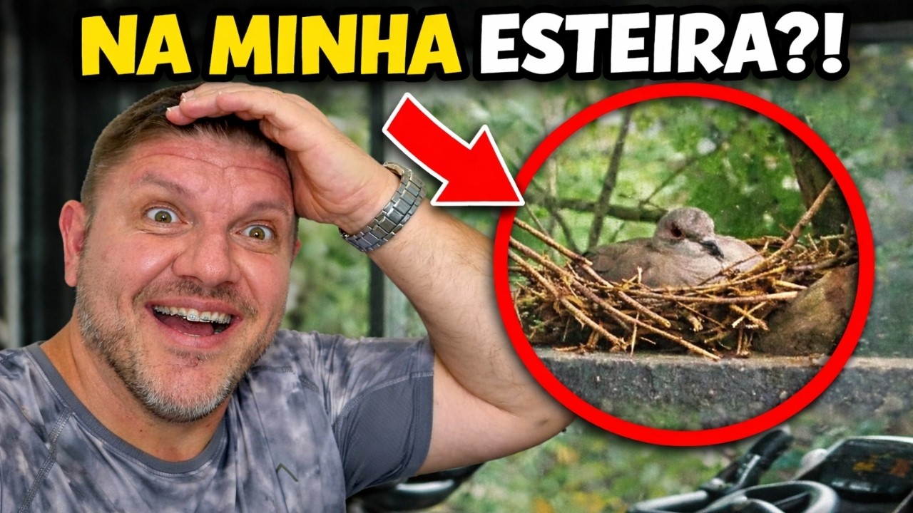 Гнездо ушастой горлицы (Zenaida auriculata) перед моей беговой дорожкой в спортзале!!