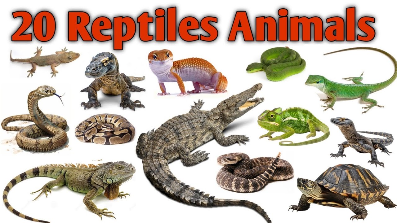 20 Reptiles Animals Name Hindi English For Kids| Learn Reptiles| Preschool Learning|
