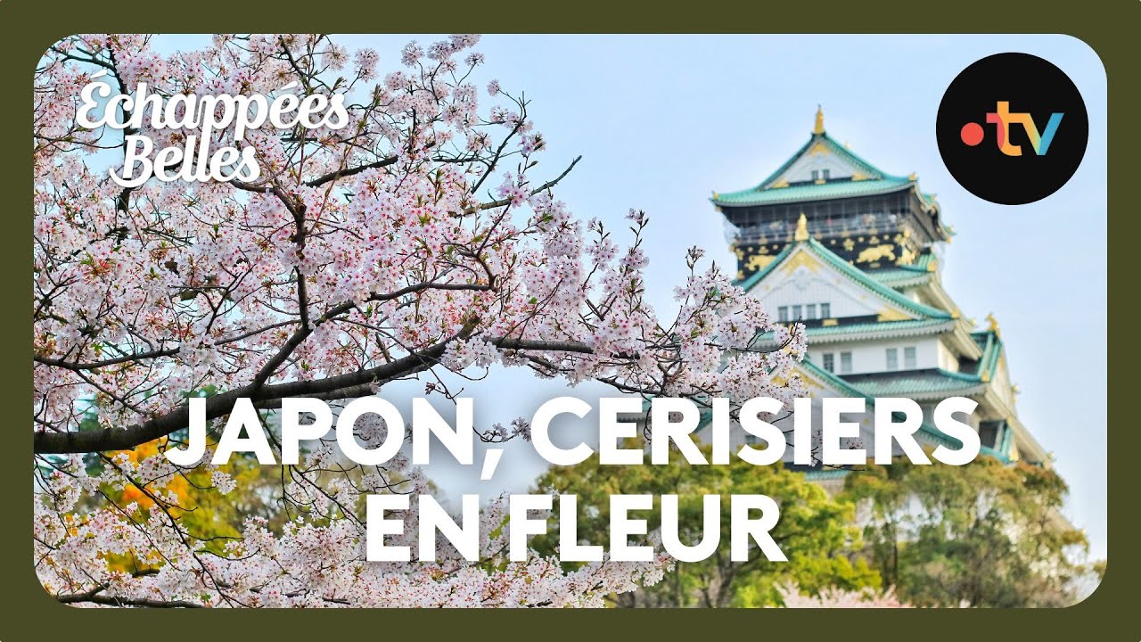 Le Japon des cerisiers en fleurs - Échappées belles