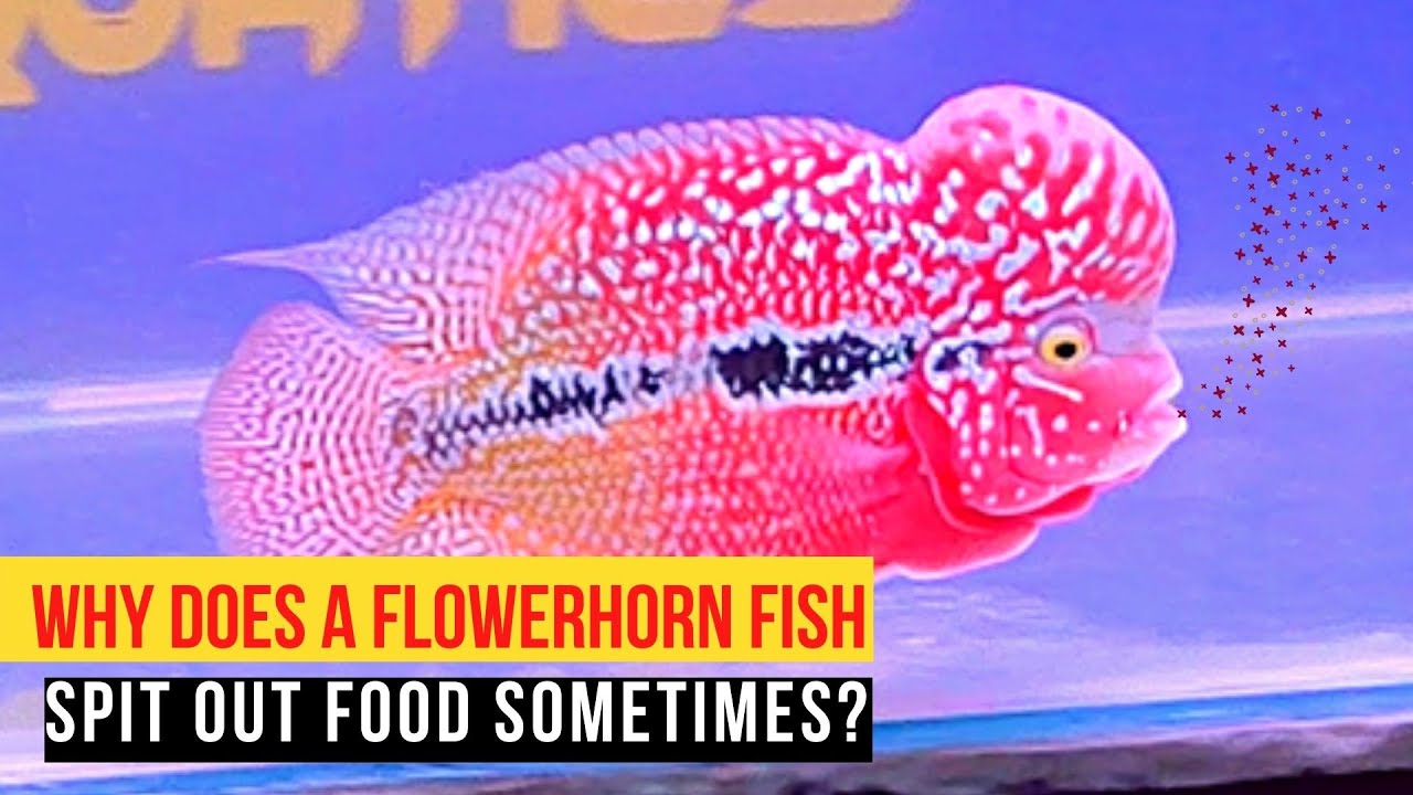Why does a flowerhorn fish spit out food sometimes? - watch before its too late