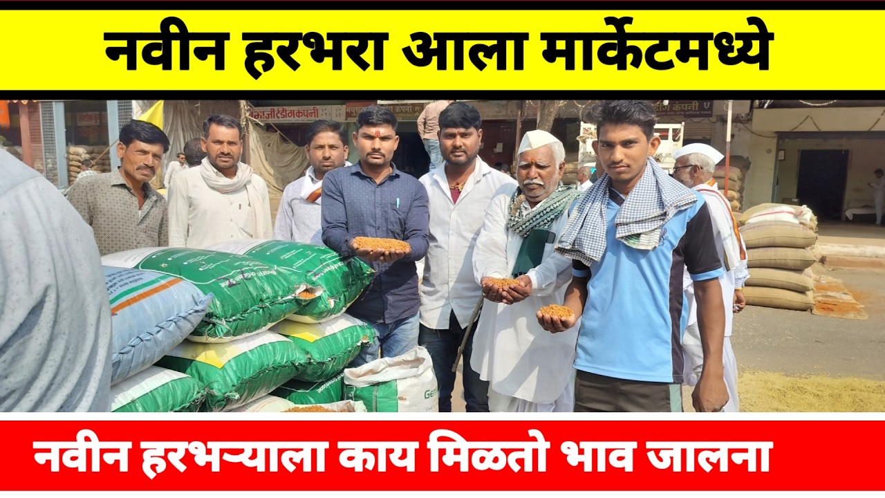 नवीन हरभरा आला मार्केटमध्ये  || नवीन हरभऱ्याला काय मिळतो भाव || जालना बाजार भाव महाराष्ट्र