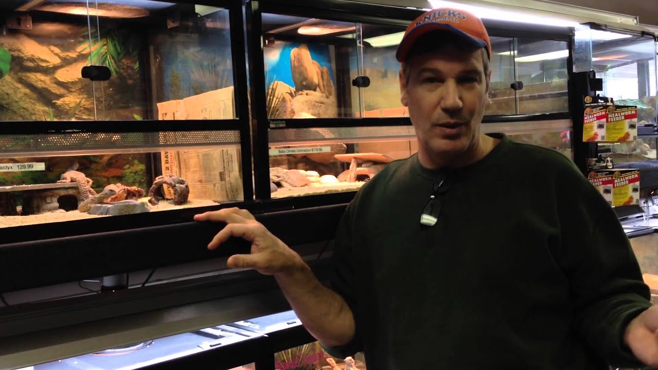 How to Set Up and Care for Uromastyx Lizards