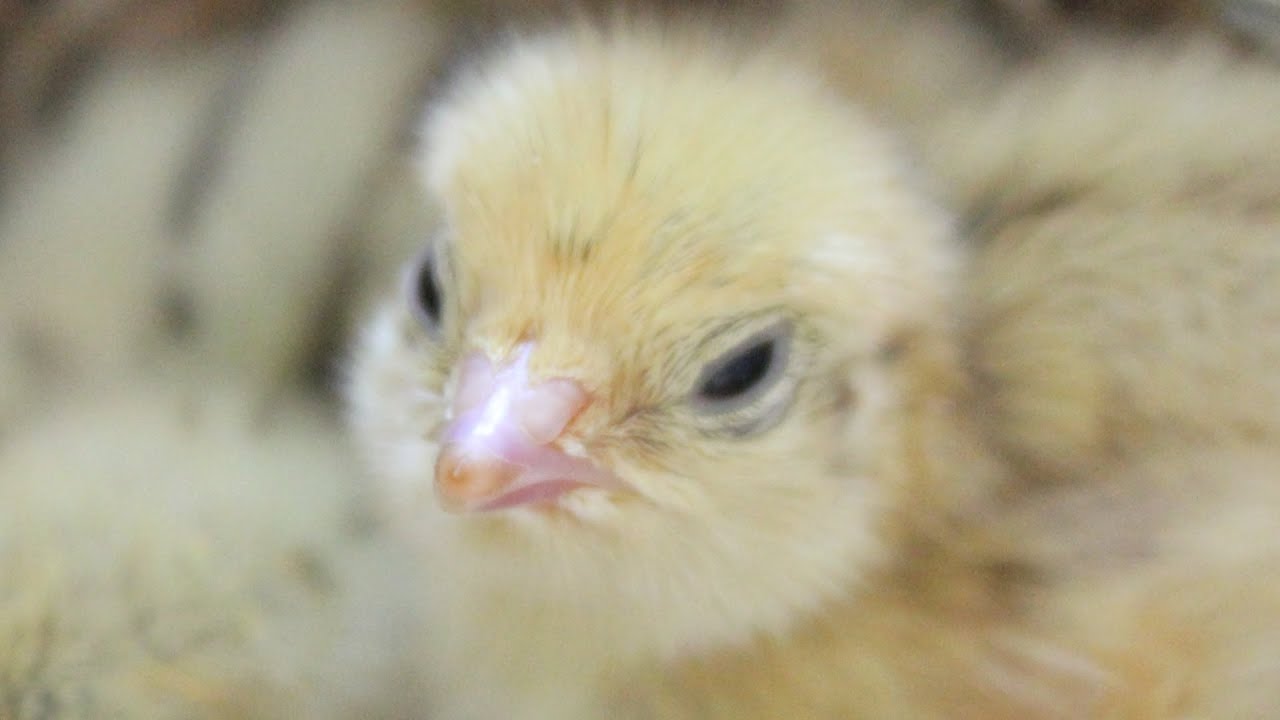 The Colours of Quail Part 2 - Gold/Isabelle  Descubre Codorniz Isabela. Caille Isabelle SUB FR/SPA