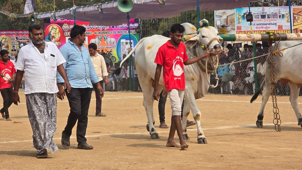 రెంటచింతల నాలుగు పళ్ళు 5జత.వెంకట కోటిరెడ్డి బుల్స్ షేక్ సత్తార్ గారు  పల్నాడు జిల్లా