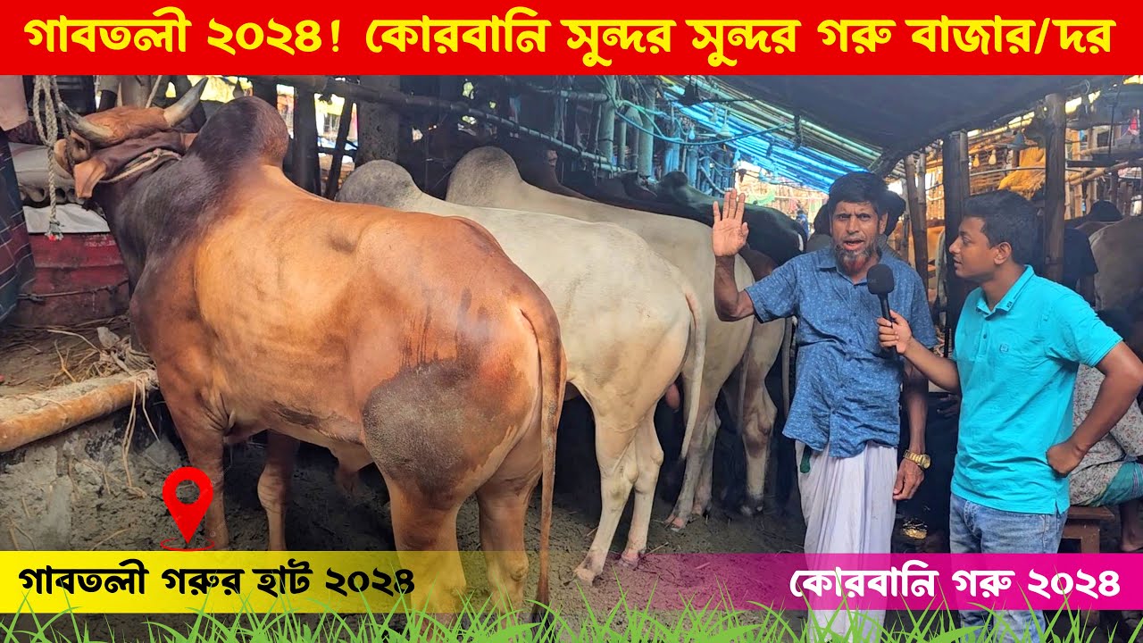 মঞ্জু ভাইয়ের সুন্দর সুন্দর 2024 কোরবানি গরুর দাম/দর || গাবতলী গরুর হাট ২০২৪ || কৃষি ঘর