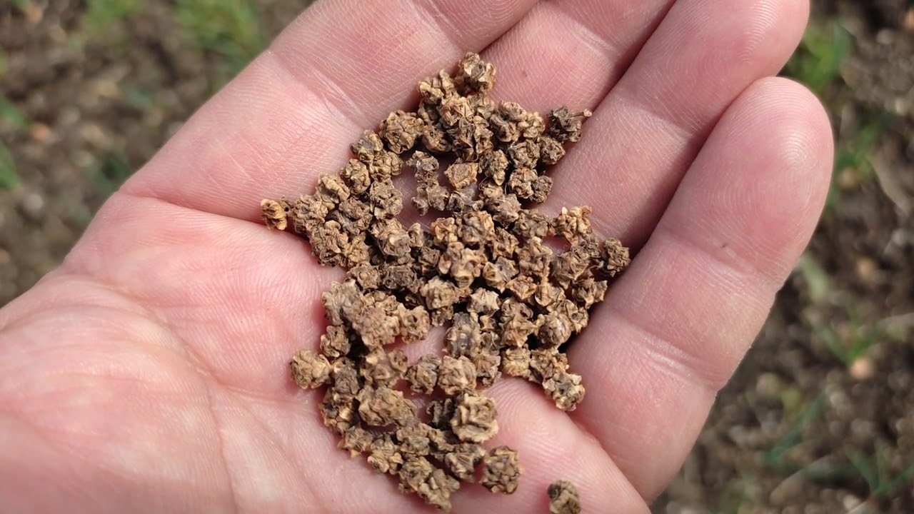 Σπορά παντζαριού