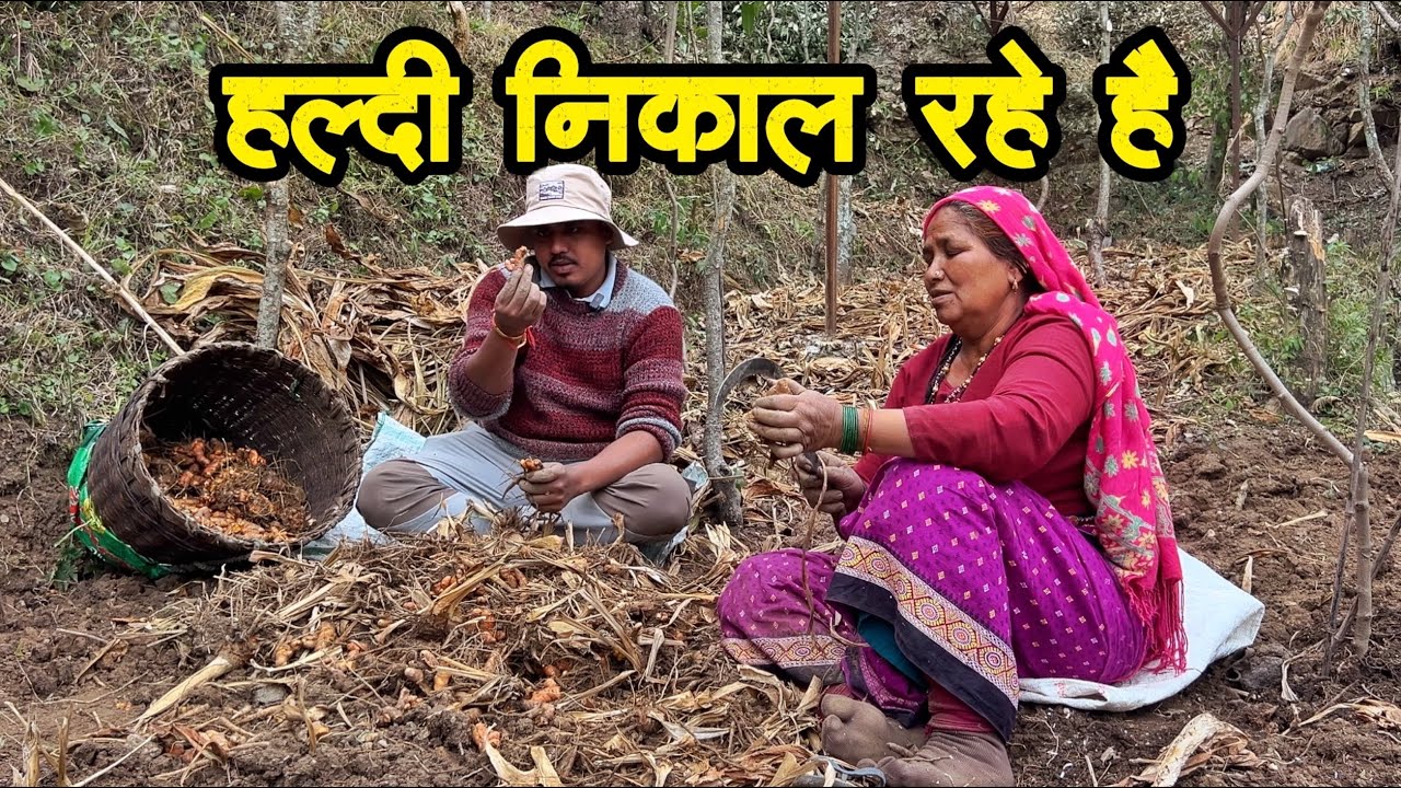 आज से हमने भी अपने खेत से हल्दी निकालना शुरू कर दिया है। 