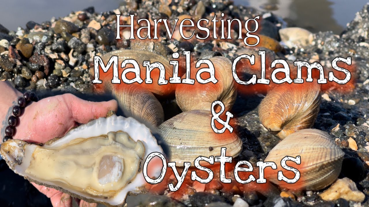SOBRANG DAMING CLAMS at OYSTERS!! | Oyster Shucking | Manila Clam digging