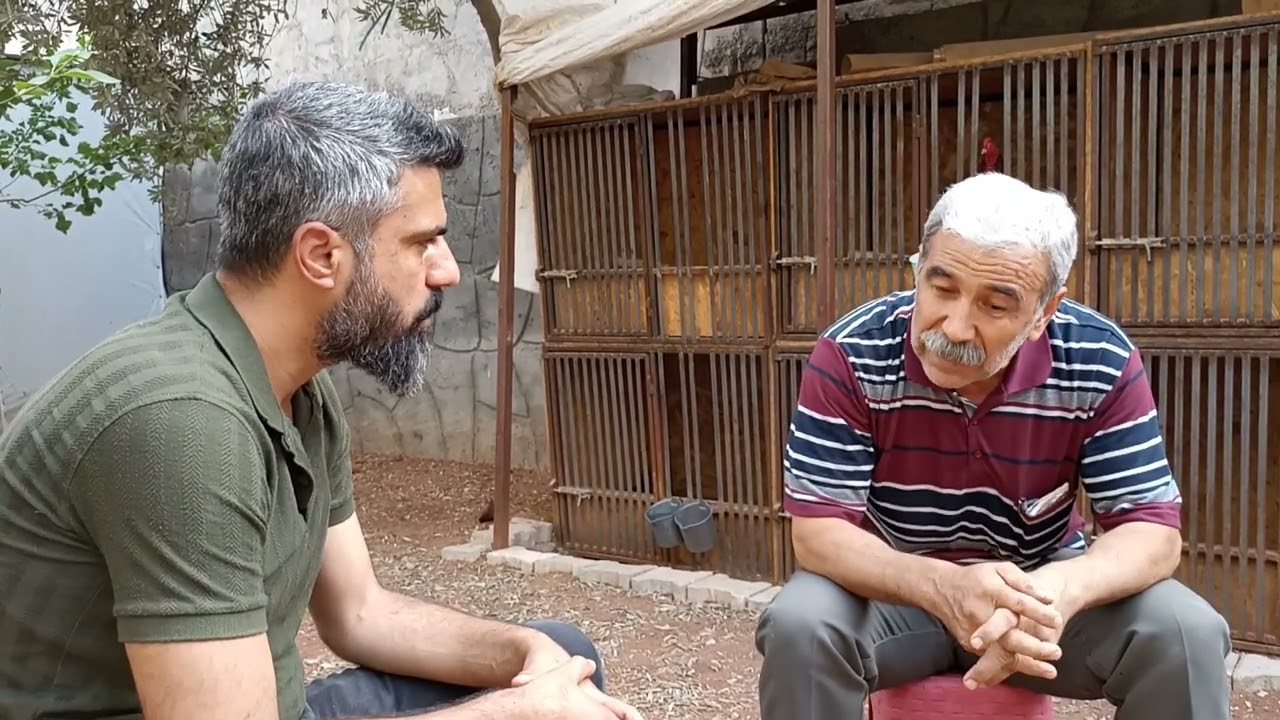 HİNT  HOROZ BELGESELİ 2