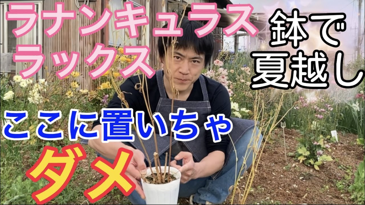 夏越しラックスここに置いちゃダメ【ラナンキュラス】【ラックス】【ガーデニング】【生産者】【園芸のぶチャンネル】
