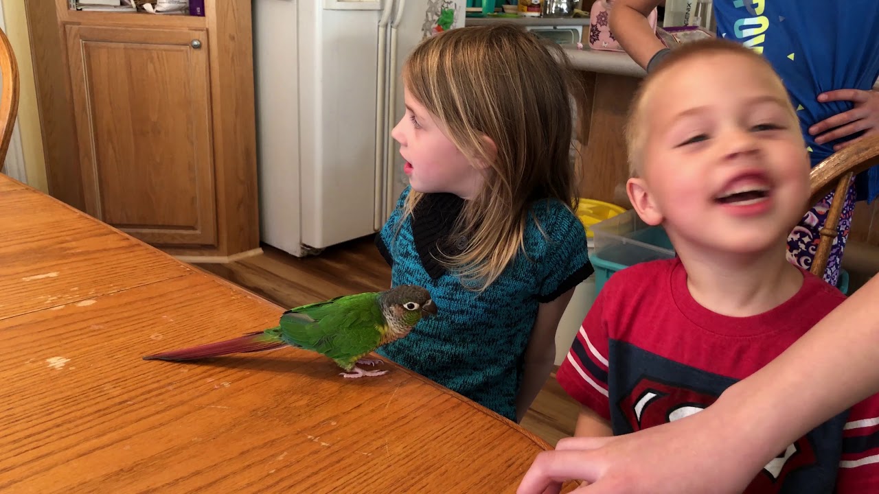 Trello Talking and Playing with the Kids (Green Cheek Conure)