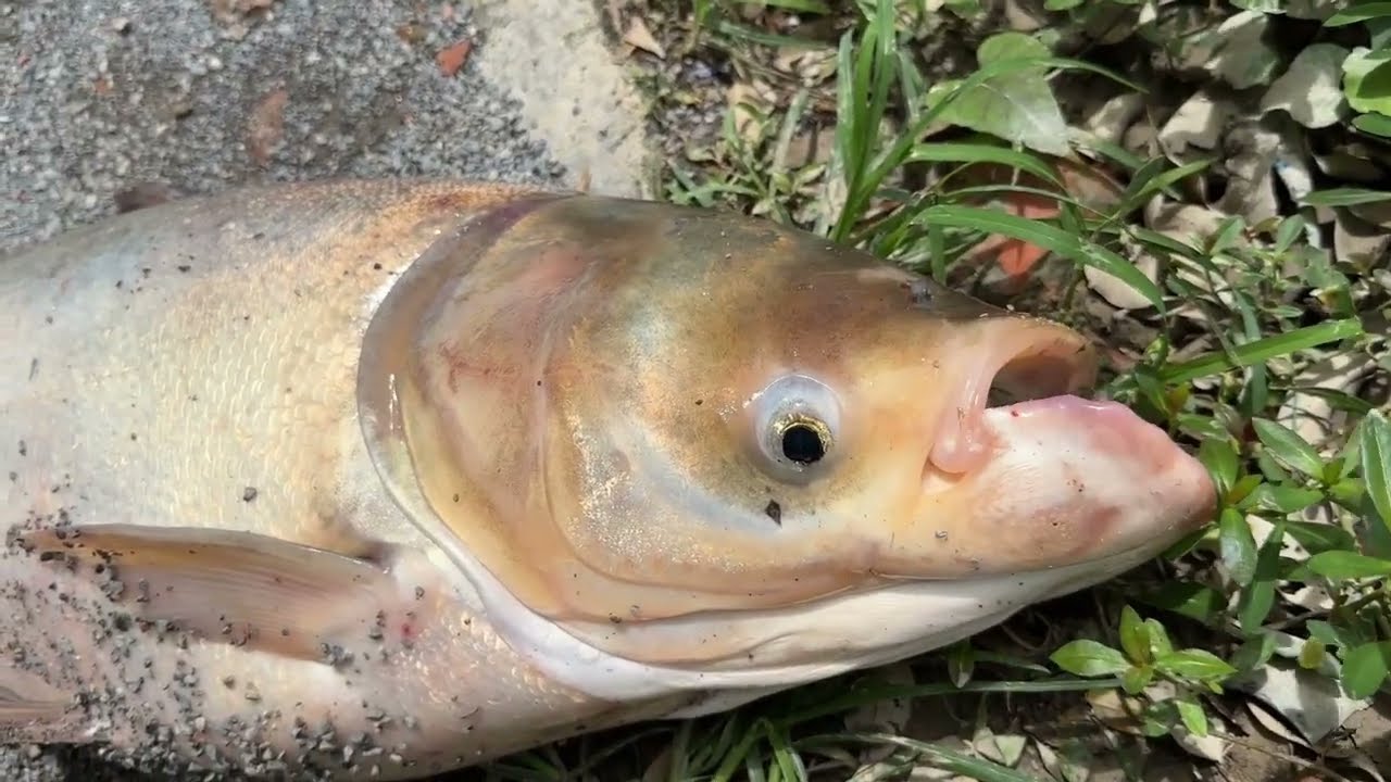 Silver carp fishing bait - isca pra carpa prateada - طُعم لصيد الكارب الفضي