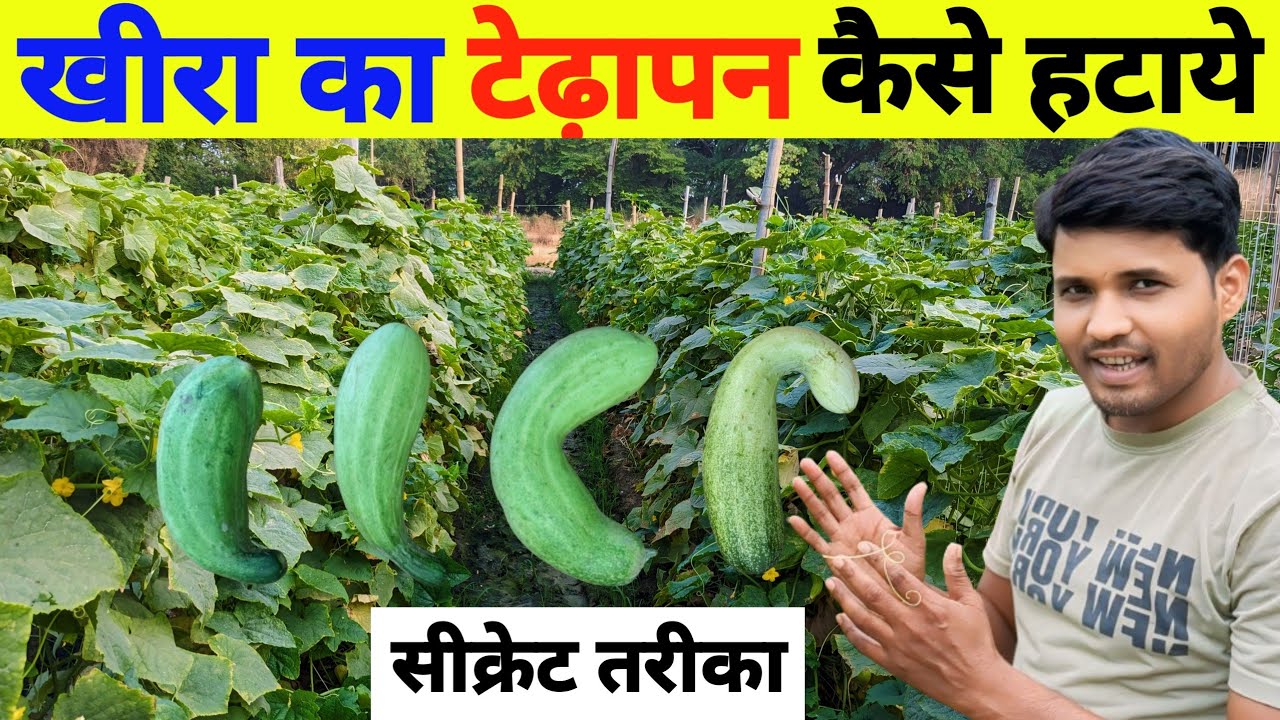 खीरा में टेढ़ापन कैसे हटाये// khira ki kheti kaise karen//khire ki kheti//khira ki kheti