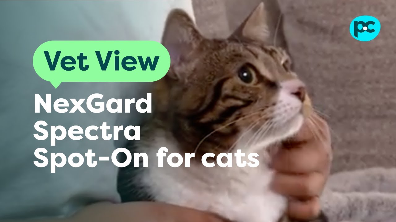 How NexGard Spectra Spot-On for #cats works | PET CIRCLE