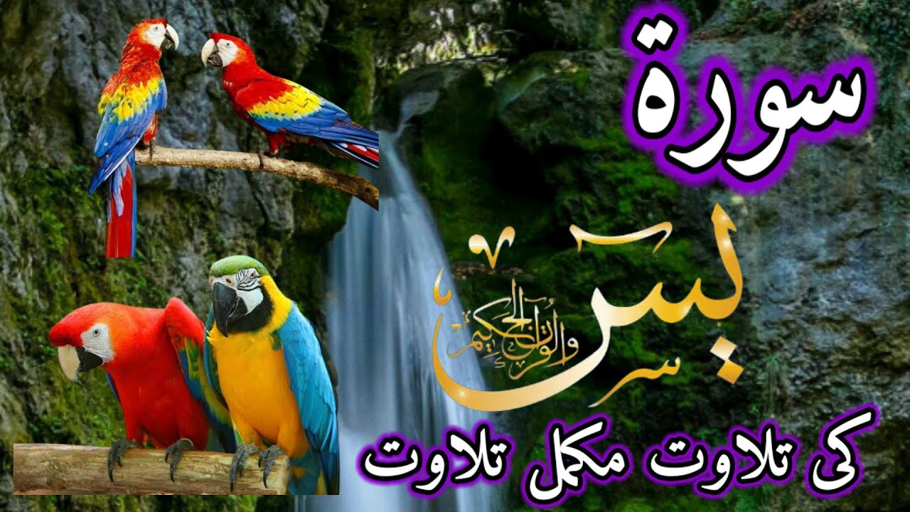 surah yaseen ki tilawat, surah yaseen ki surat