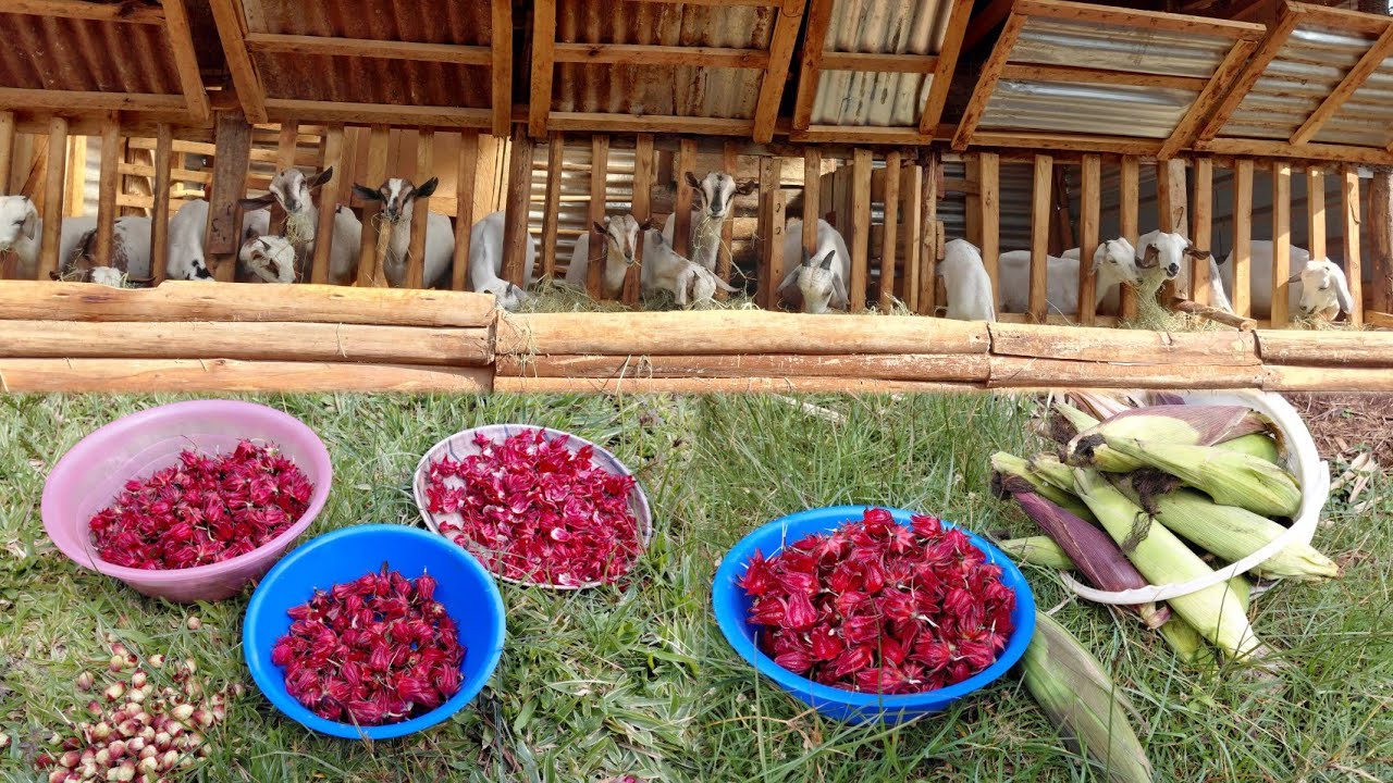 Декабрьский отчет о состоянии фермерских хозяйств, работающих на принципах самообеспечения, и зак...