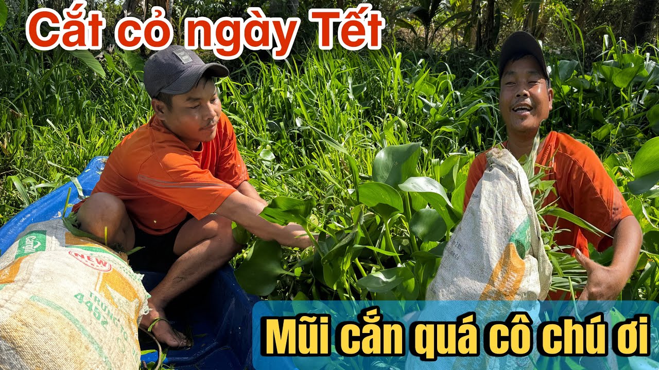 Bất ngờ được theo U30 ngày Tết đi cắt cỏ và biết được điều này #u30 