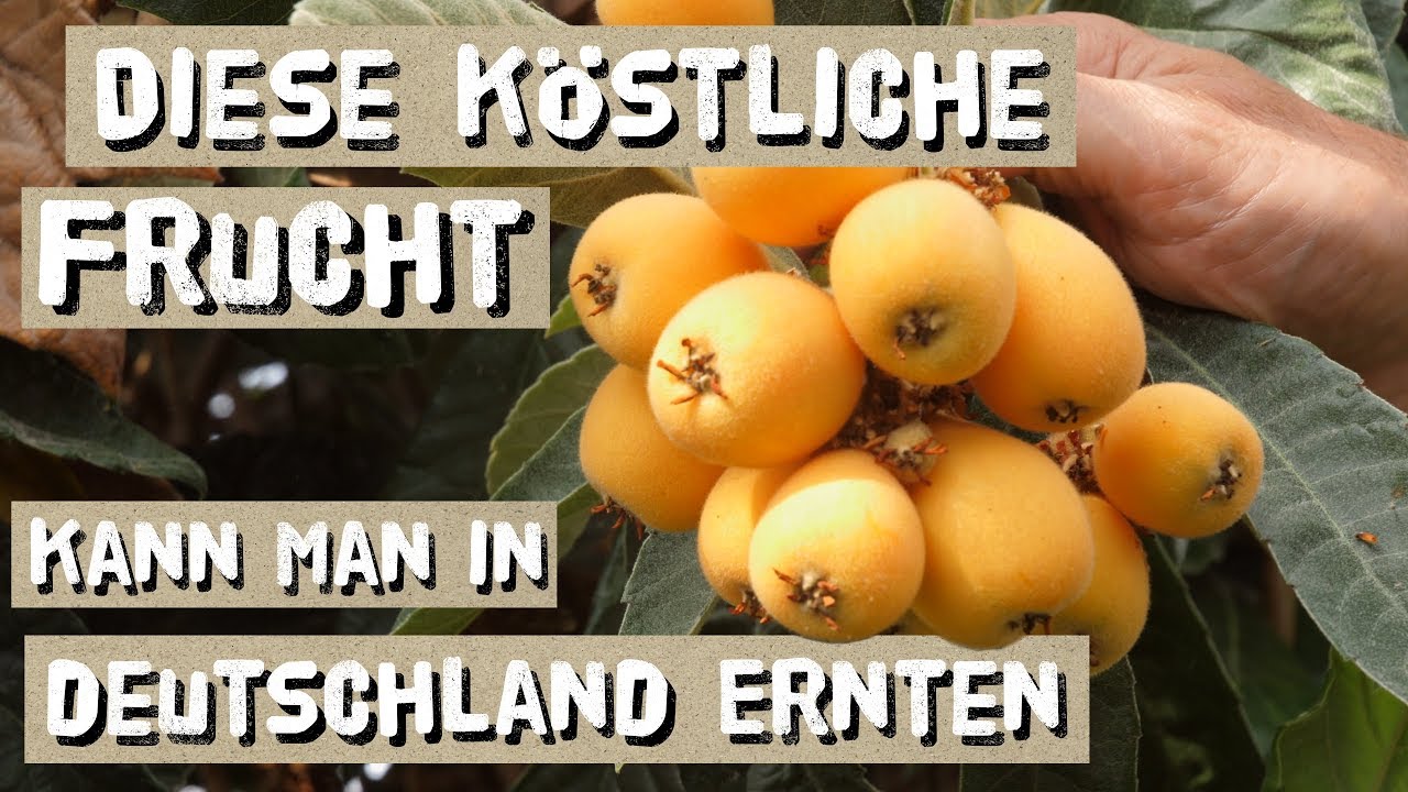 Japanische Wollmispeln - Anbau in Deutschland und Geschmack